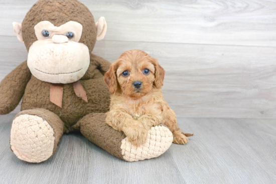 Sweet Cavapoo Baby