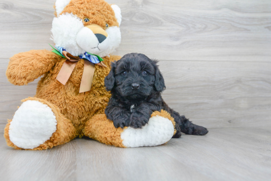 Best Cavapoo Baby