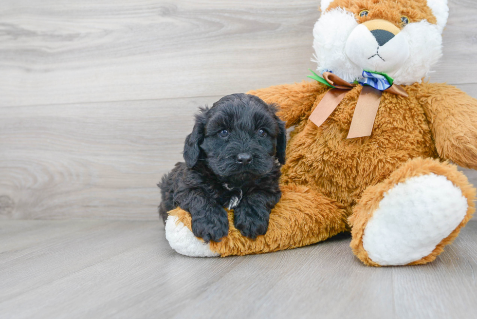 Playful Cavoodle Poodle Mix Puppy