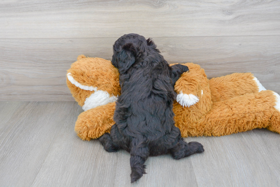 Playful Cavoodle Poodle Mix Puppy