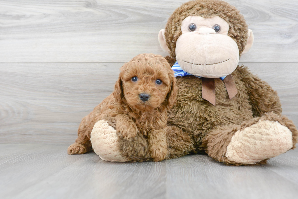 Cavapoo Pup Being Cute