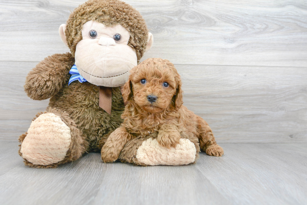 Cavapoo Pup Being Cute