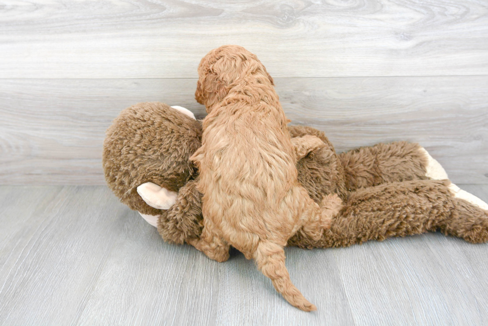 Energetic Cavoodle Poodle Mix Puppy