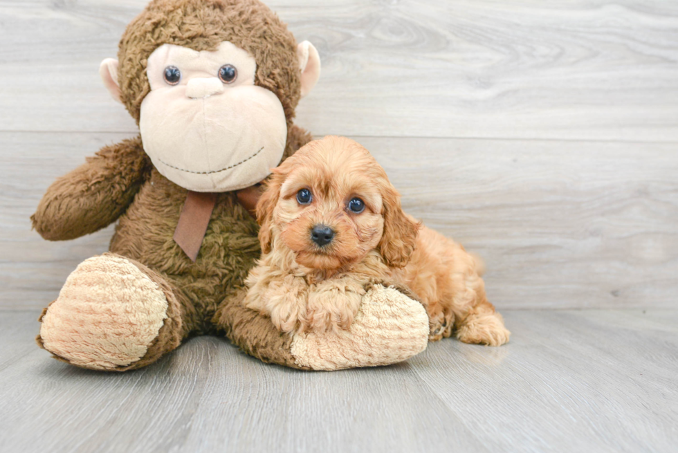 Best Cavapoo Baby