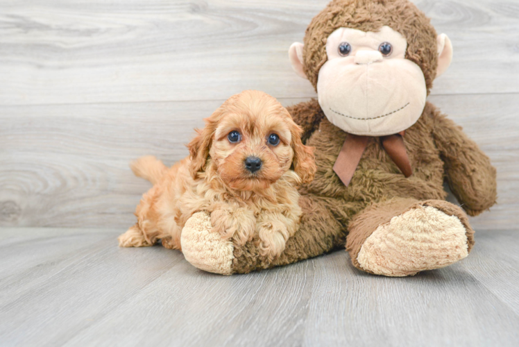 Cavapoo Pup Being Cute