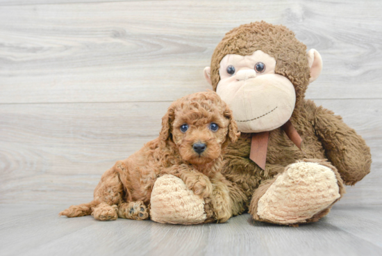 Best Cavapoo Baby