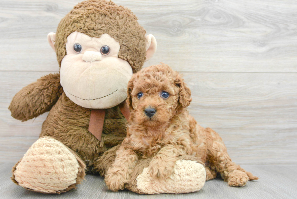 Cavapoo Pup Being Cute