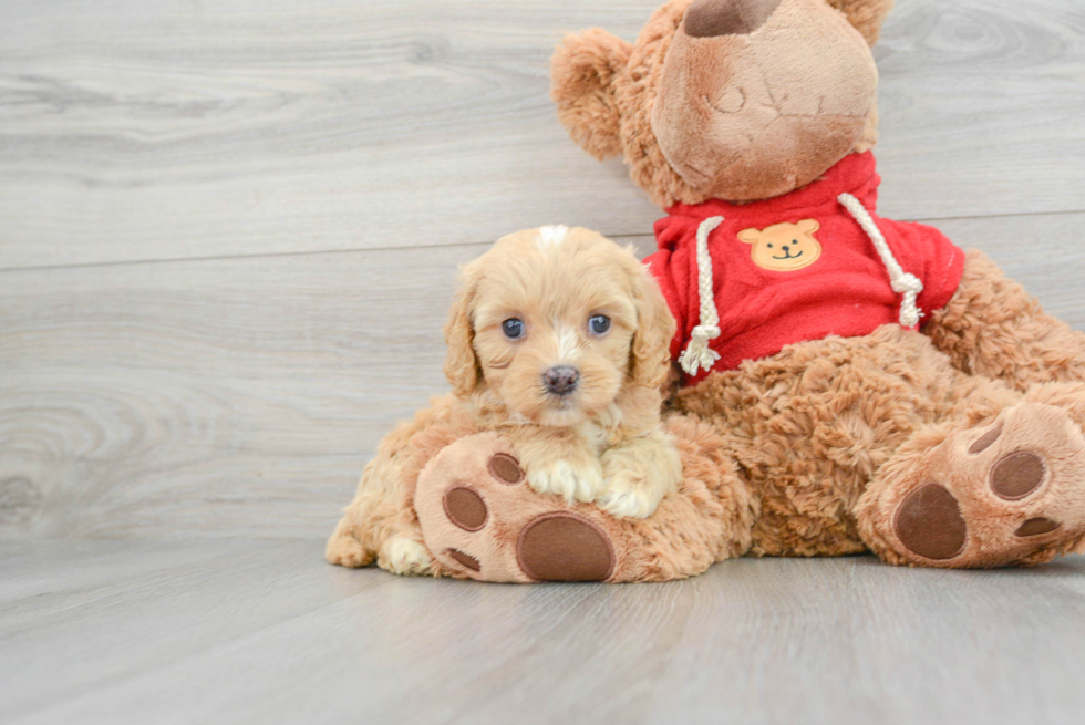 Cavapoo Pup Being Cute