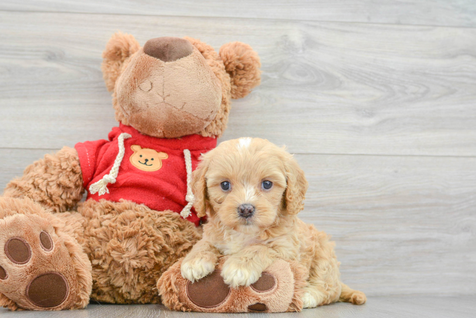 Hypoallergenic Cavoodle Poodle Mix Puppy