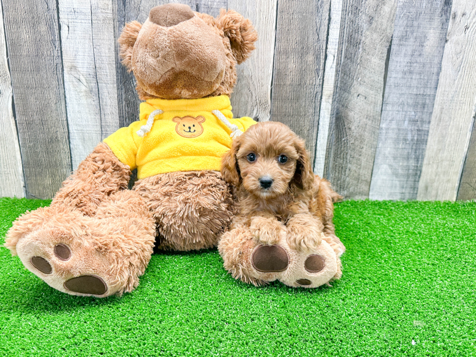 Little Cavoodle Poodle Mix Puppy