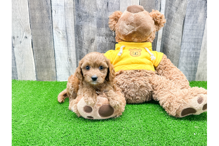 Cavapoo Pup Being Cute