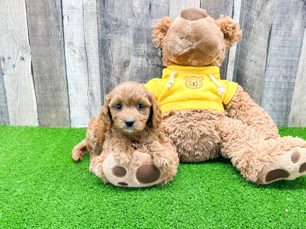 Cavapoo Pup Being Cute