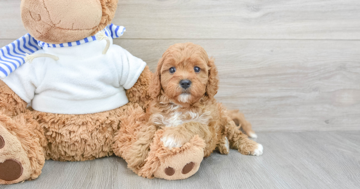 Playful Cavapoo Daria: 4lb 4oz Doodle Puppy