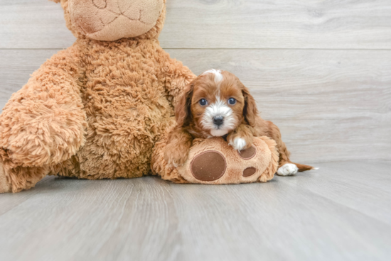 Funny Cavapoo Poodle Mix Pup