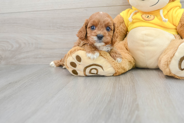 Best Cavapoo Baby