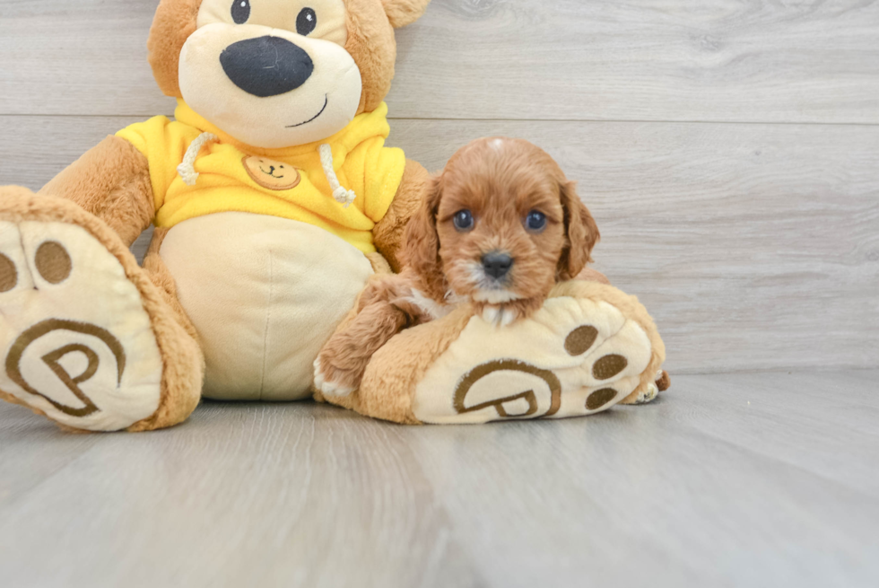 Best Cavapoo Baby