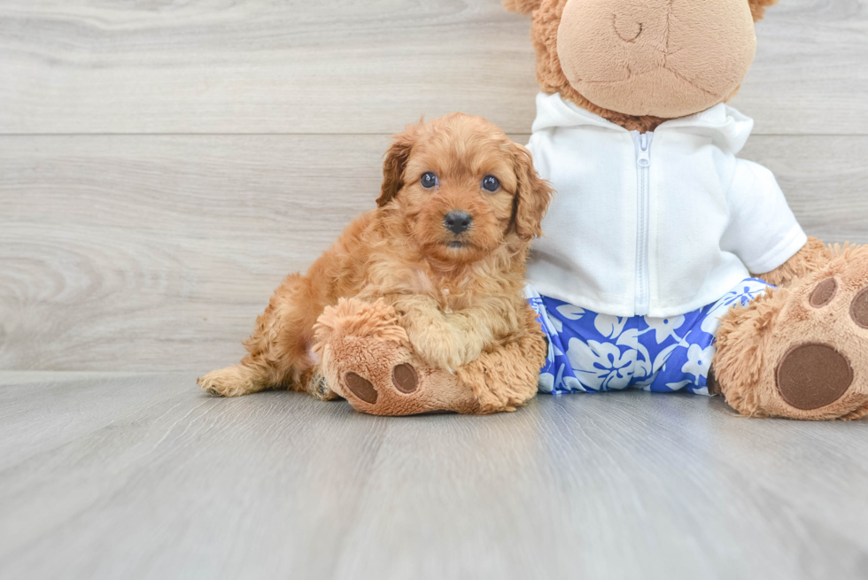 Cavapoo Pup Being Cute