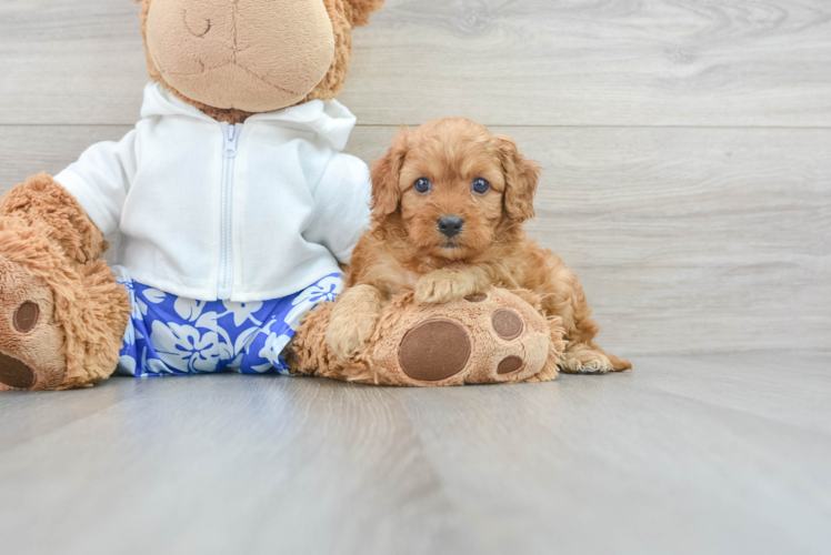 Cavapoo Puppy for Adoption