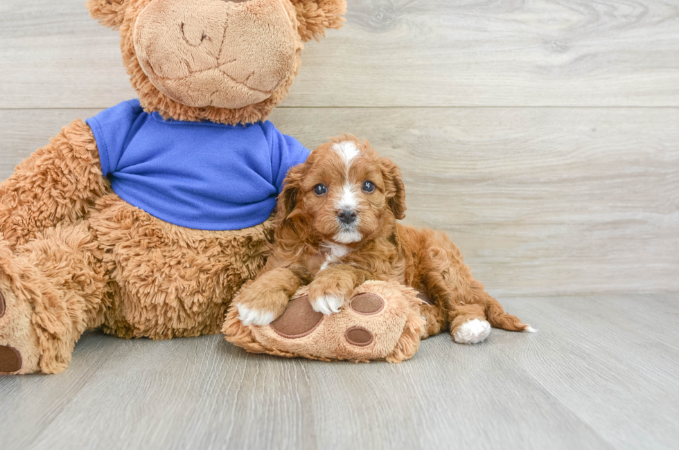 6 week old Cavapoo Puppy For Sale - Premier Pups