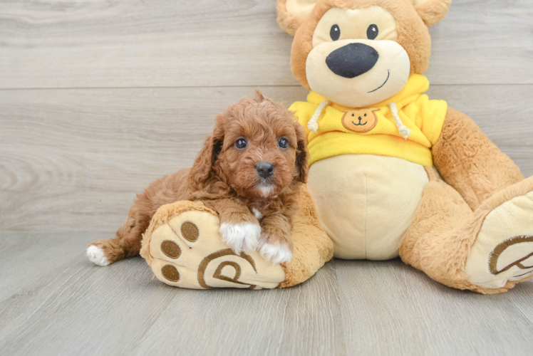 Best Cavapoo Baby