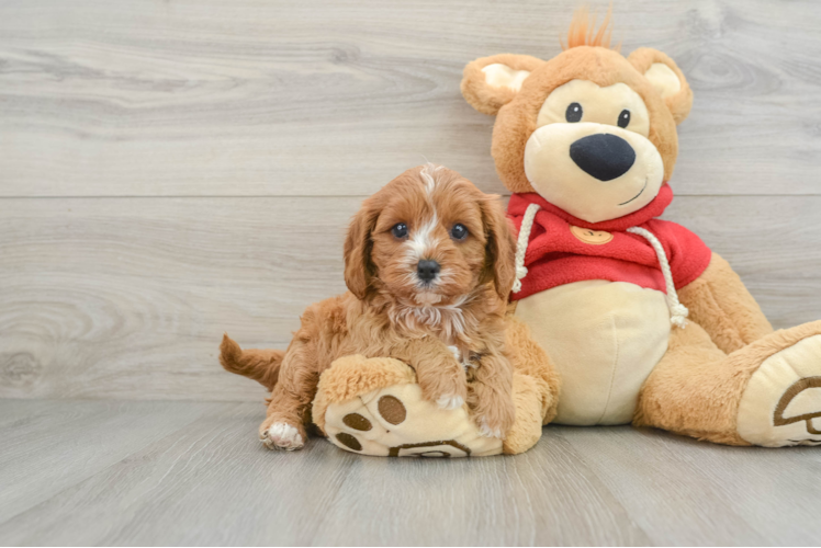 Cavapoo Puppy for Adoption