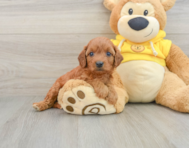 7 week old Cavapoo Puppy For Sale - Premier Pups