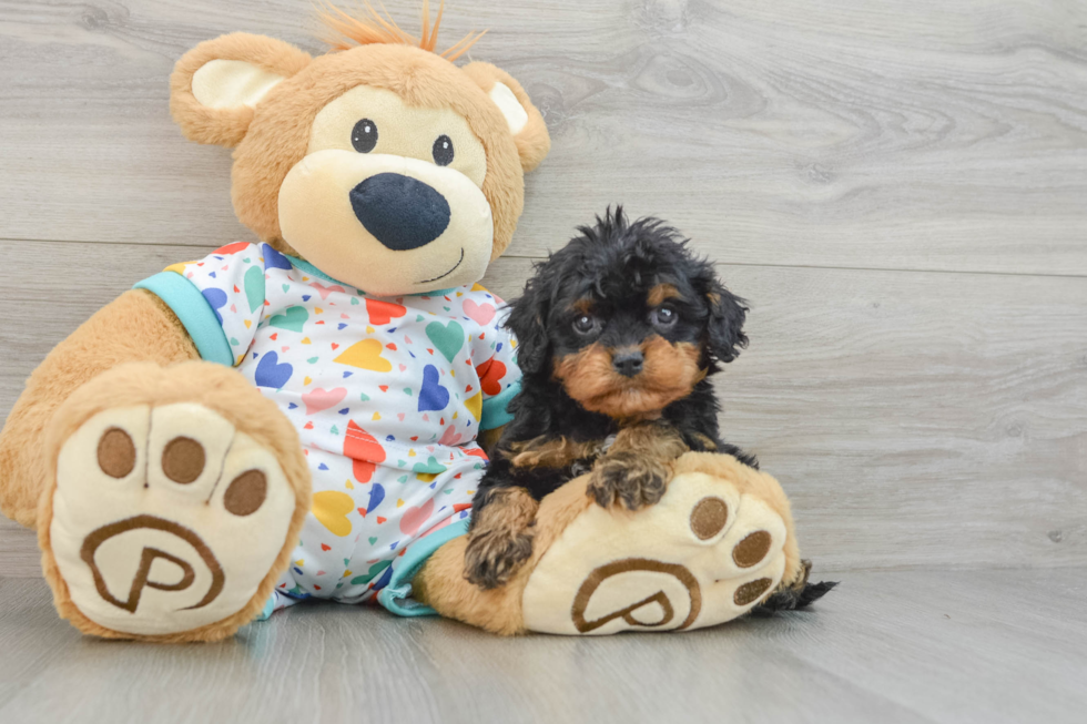 Energetic Cavoodle Poodle Mix Puppy