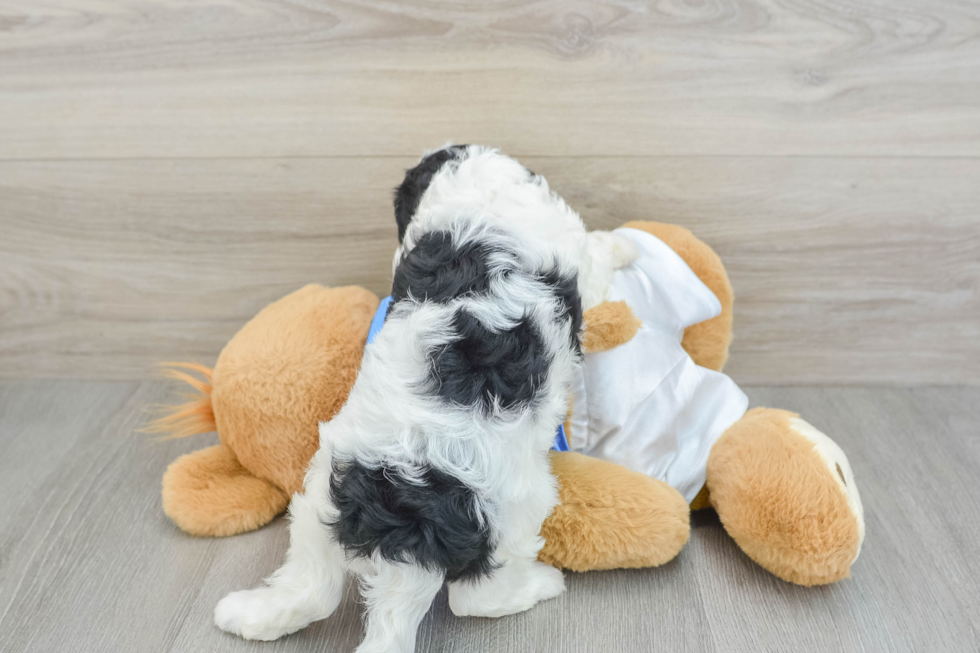 Fluffy Cavapoo Poodle Mix Pup