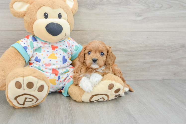 Adorable Cavalier King Charles Spaniel and Poodle Mix Poodle Mix Puppy