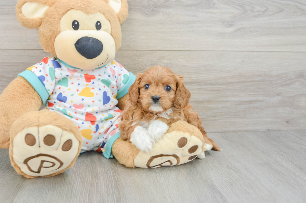 6 week old Cavapoo Puppy For Sale - Premier Pups