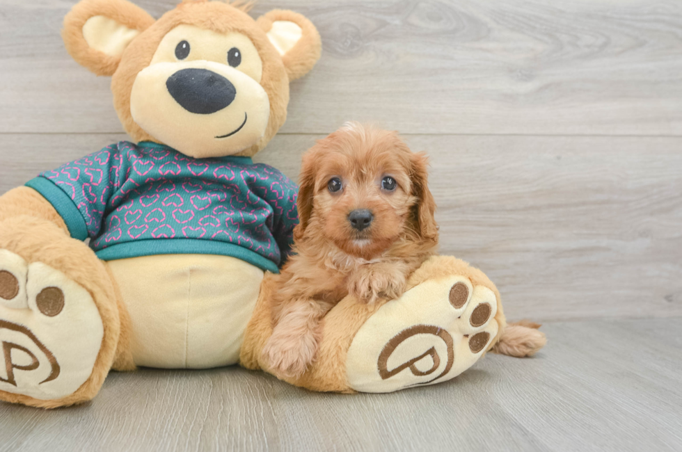 6 week old Cavapoo Puppy For Sale - Premier Pups