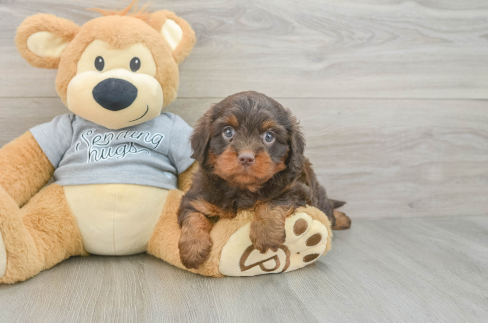 5 week old Cavapoo Puppy For Sale - Premier Pups