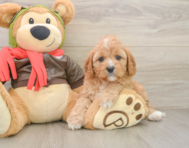 7 week old Cavapoo Puppy For Sale - Premier Pups