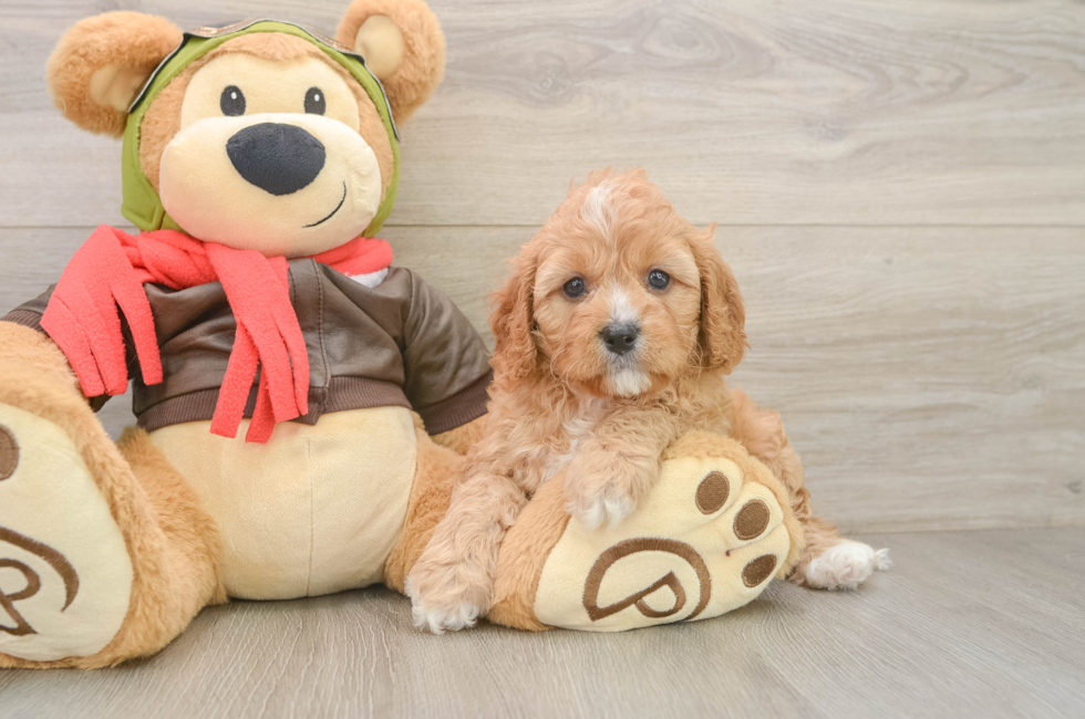 6 week old Cavapoo Puppy For Sale - Premier Pups