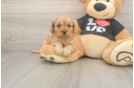 Hypoallergenic Cavadoodle Poodle Mix Puppy