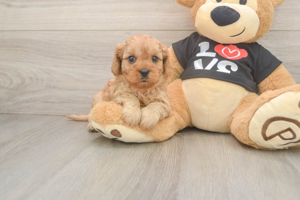 Hypoallergenic Cavadoodle Poodle Mix Puppy