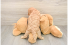 Adorable Cavalier King Charles Spaniel and Poodle Mix Poodle Mix Puppy