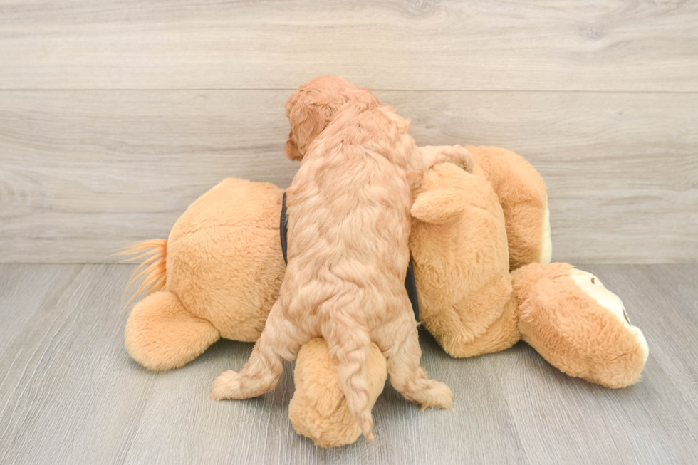 Adorable Cavalier King Charles Spaniel and Poodle Mix Poodle Mix Puppy