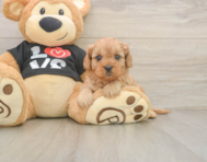 6 week old Cavapoo Puppy For Sale - Premier Pups