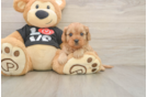 Popular Cavapoo Poodle Mix Pup
