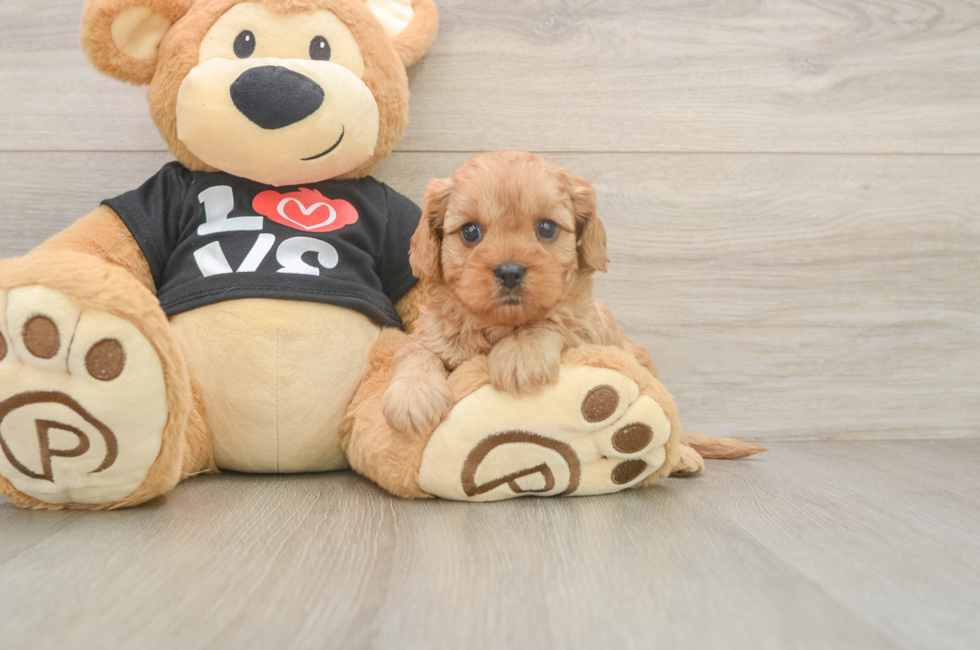 5 week old Cavapoo Puppy For Sale - Premier Pups