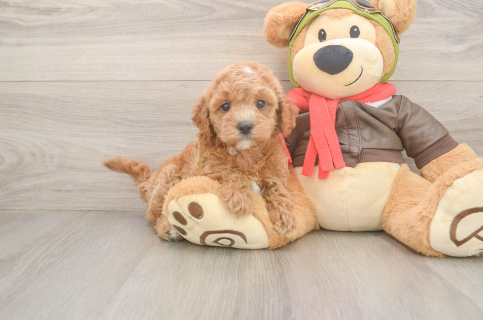6 week old Cavapoo Puppy For Sale - Premier Pups