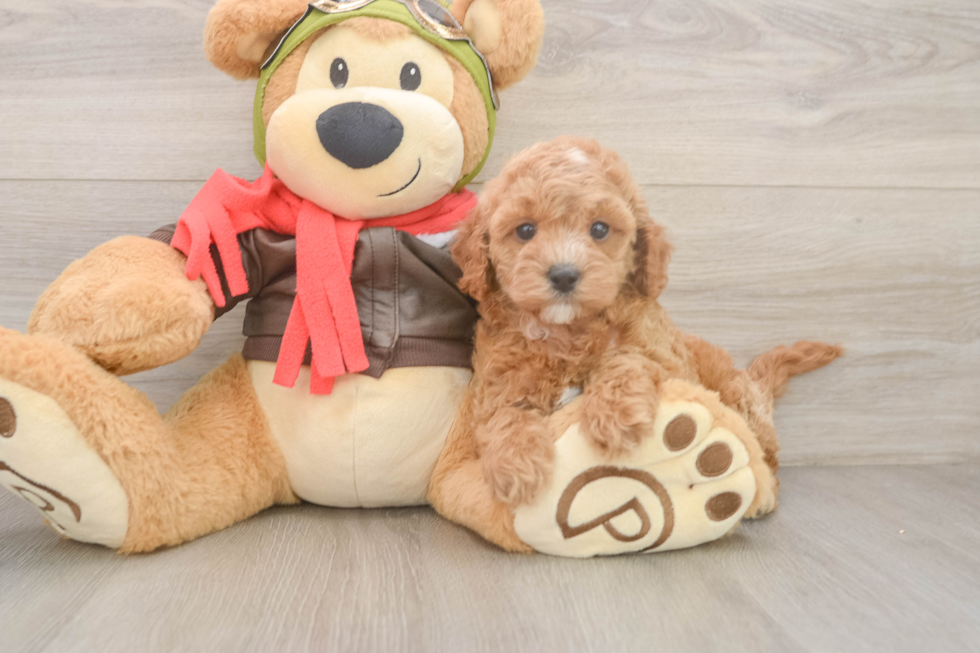 Cavapoo Puppy for Adoption