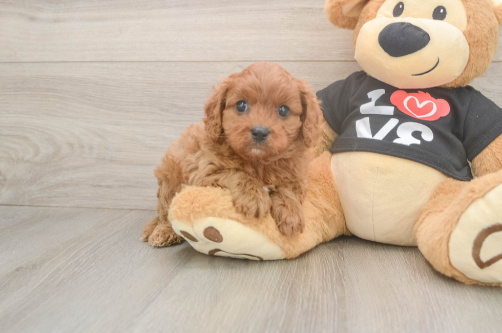 5 week old Cavapoo Puppy For Sale - Premier Pups