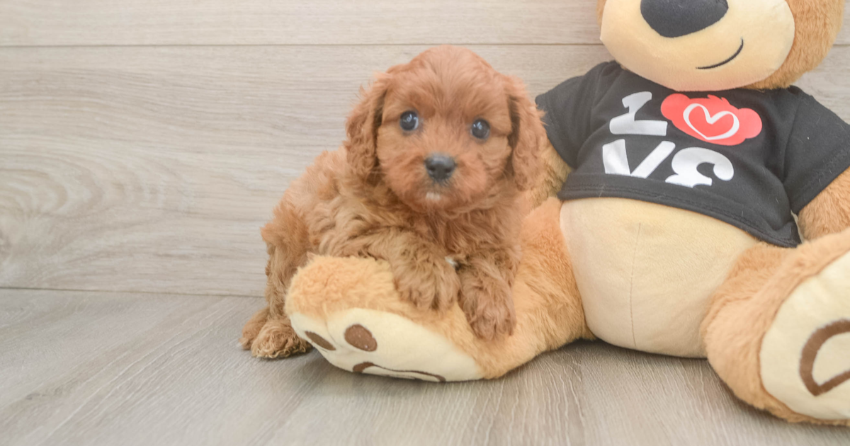 Funny Cavapoo Daria: 2lb 8oz Doodle Puppy