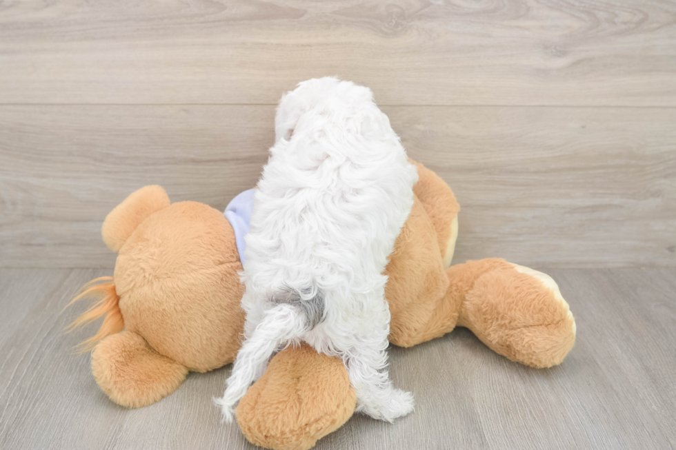 Cavapoo Pup Being Cute