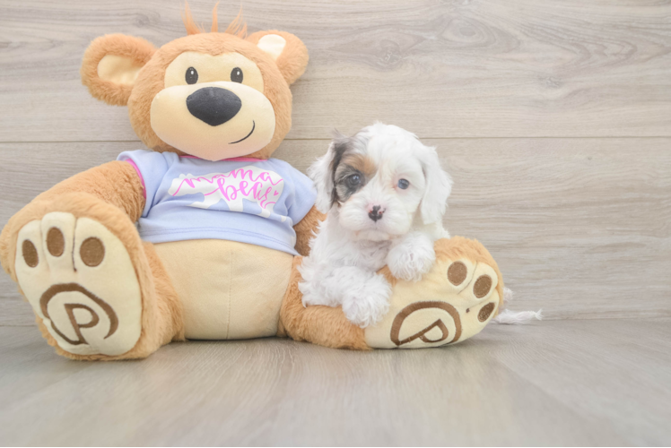 Petite Cavapoo Poodle Mix Pup
