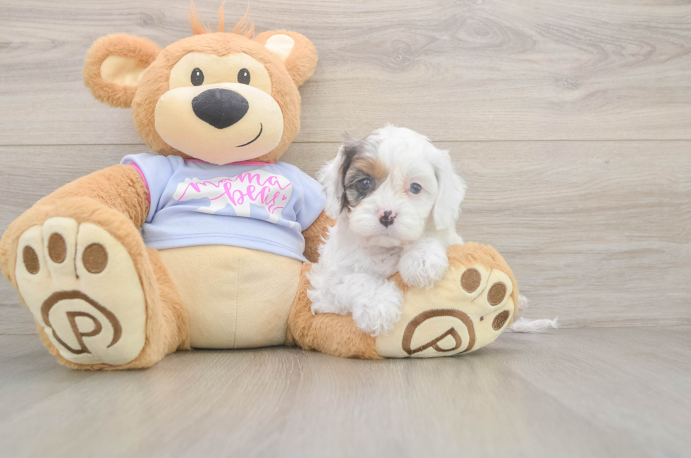 5 week old Cavapoo Puppy For Sale - Premier Pups