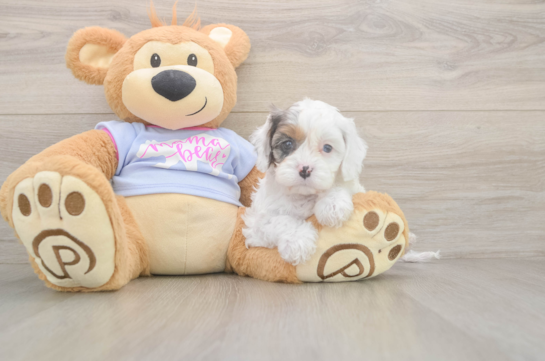 5 week old Cavapoo Puppy For Sale - Premier Pups Petite Cavapoo Poodle Mix Pup