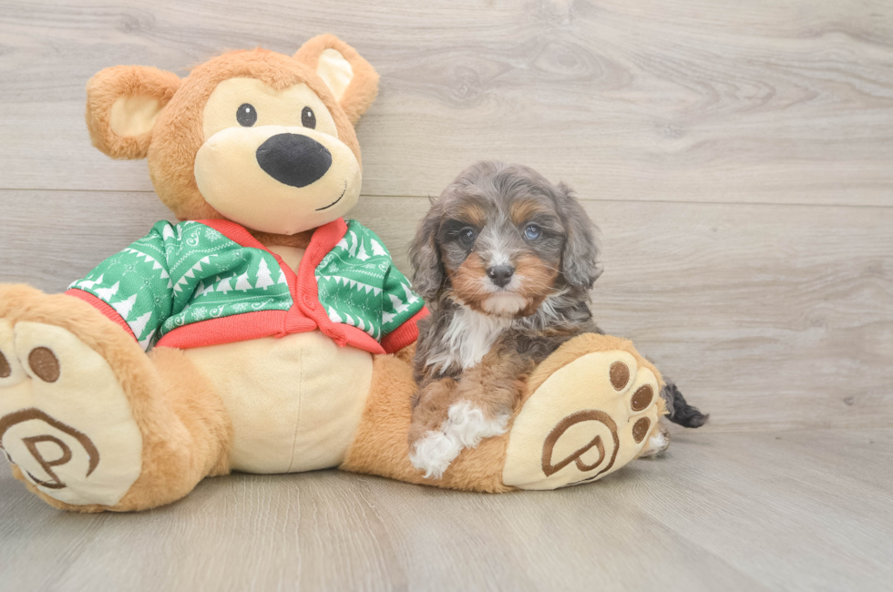 5 week old Cavapoo Puppy For Sale - Premier Pups